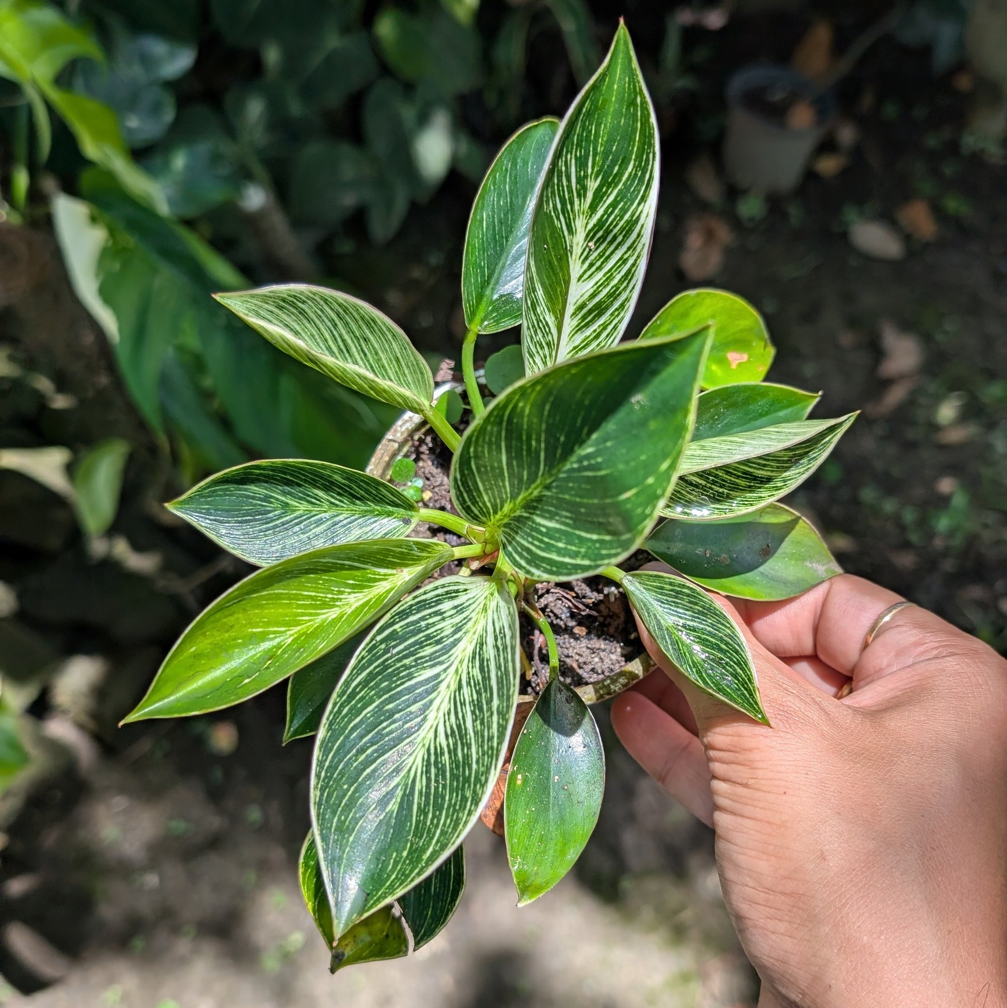 Philodendron Birkin