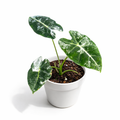 Alocasia Frydek Variegated