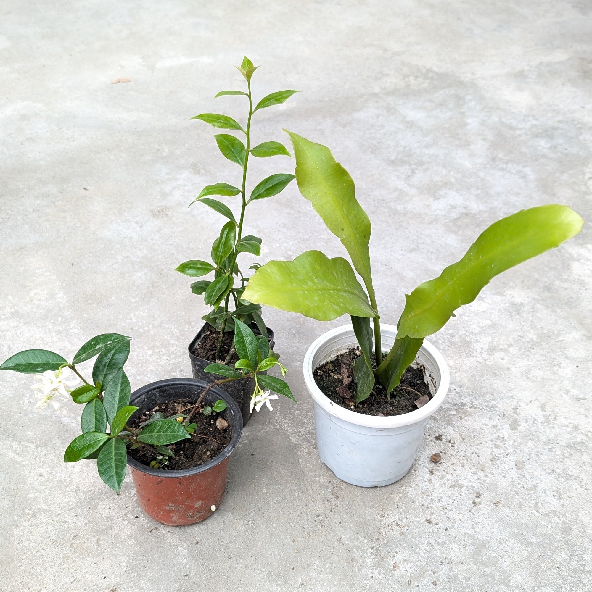 Combo - Chinese Star Jasmine + White Brahma Kamal + Lemon Vine -  - Soiled