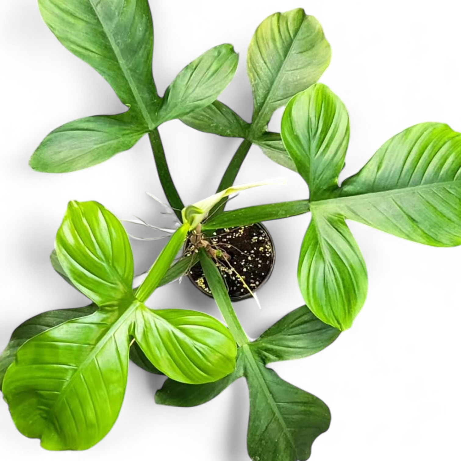 applanatum philodendron Philodendron Applanatum