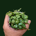 Strings of Turtles (Peperomia Prostrata)