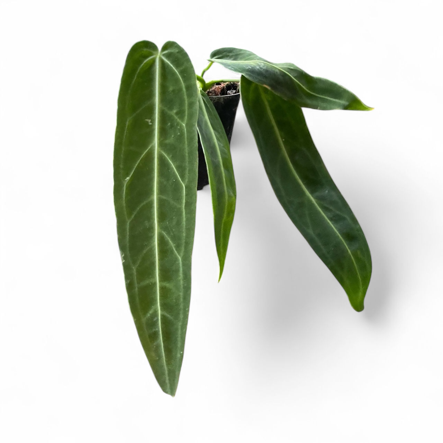 Anthurium Queen Warocqueanum 'Dark Narrow'