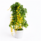 Golden Cascade Creeper (Stigmaphyllon Ciliatum)