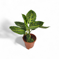 Dieffenbachia 'Reflector' - Dieffenbachia - Soiled