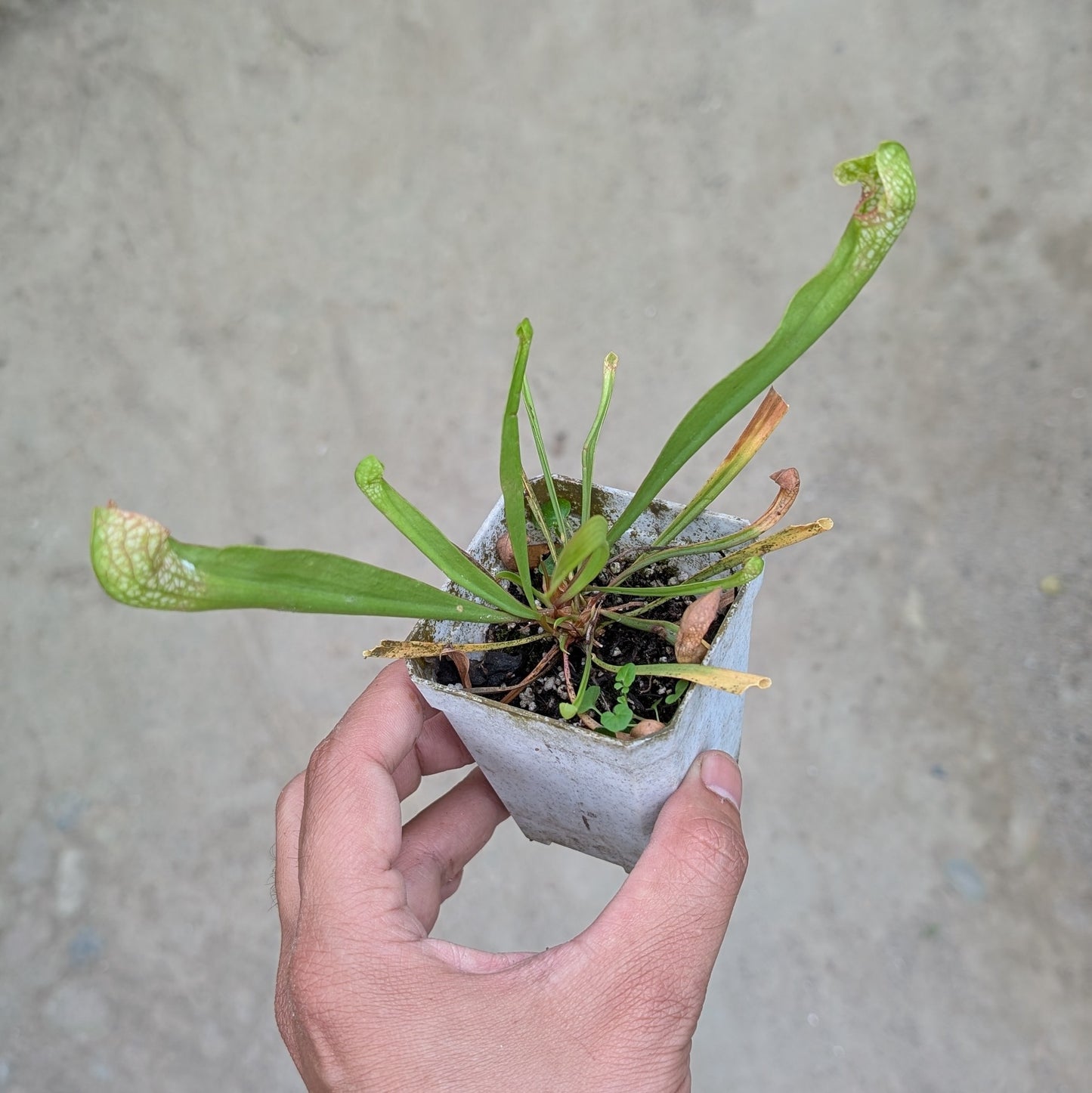 Sarracenia Scarlet Belle