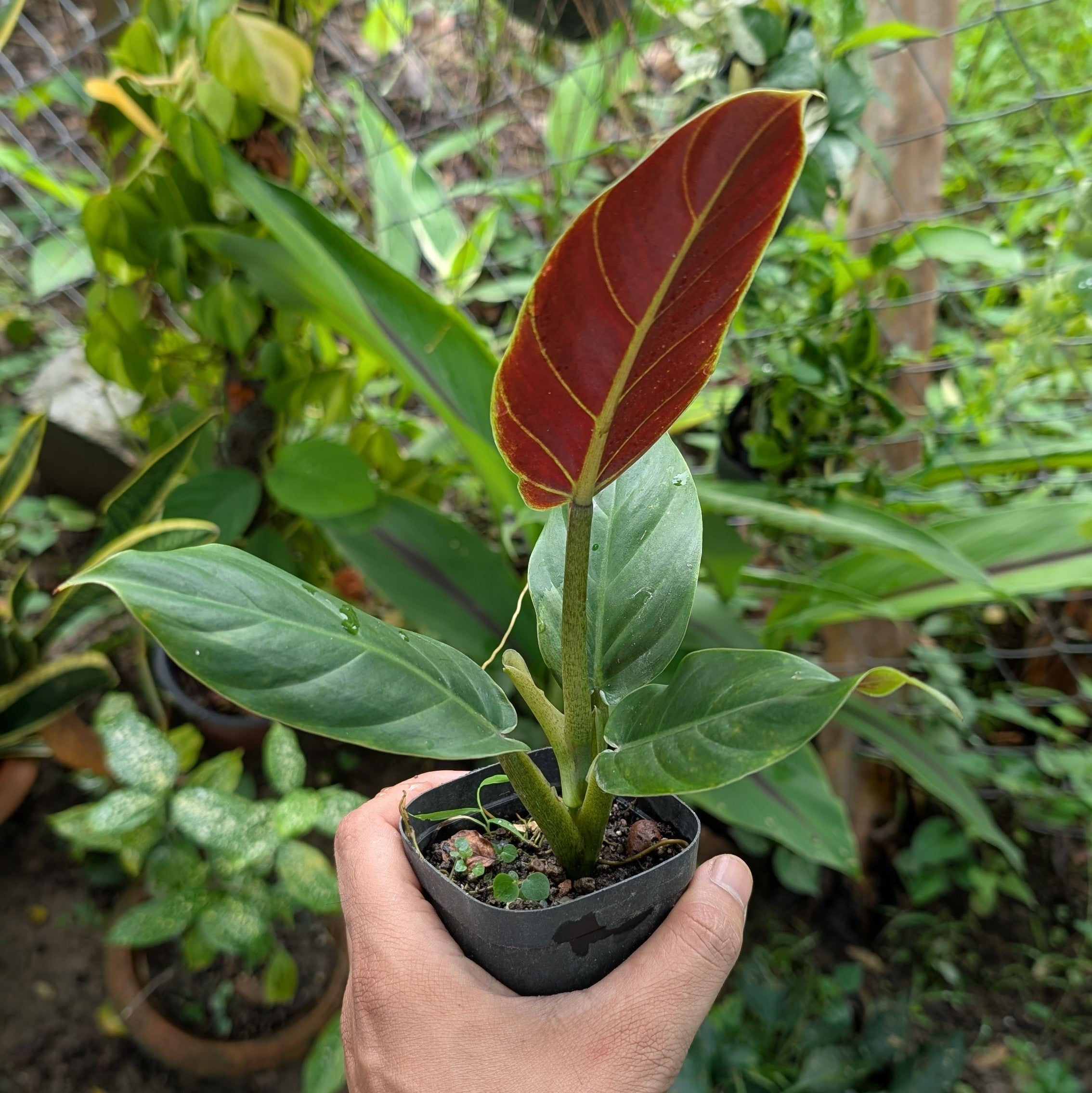 Philodendron Subhastatum