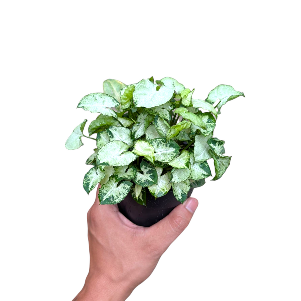 Syngonium Pixie Mini (Bushy Plant)