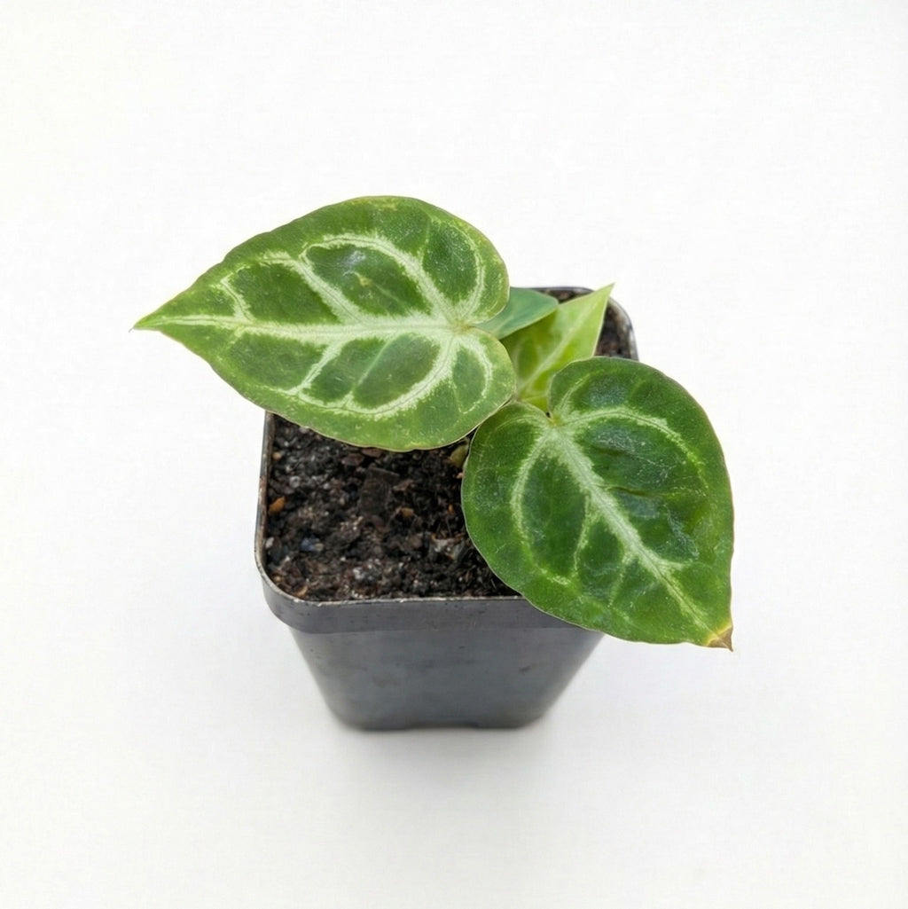 Anthurium 'Dorayaki' (Small Plant)