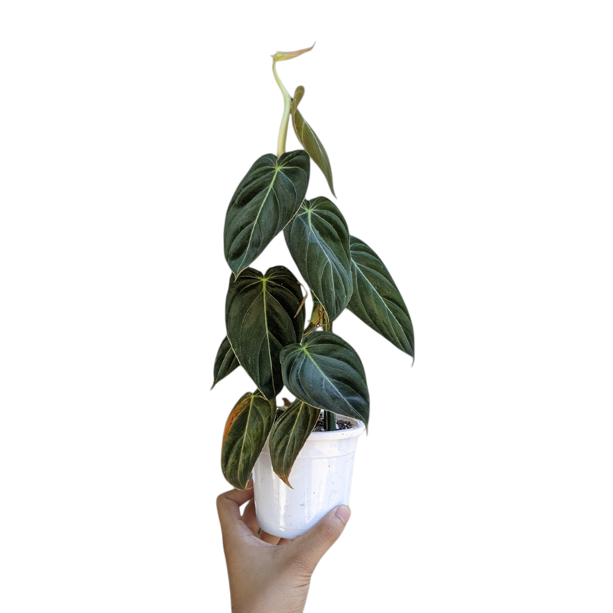 Philodendron Melanochrysum