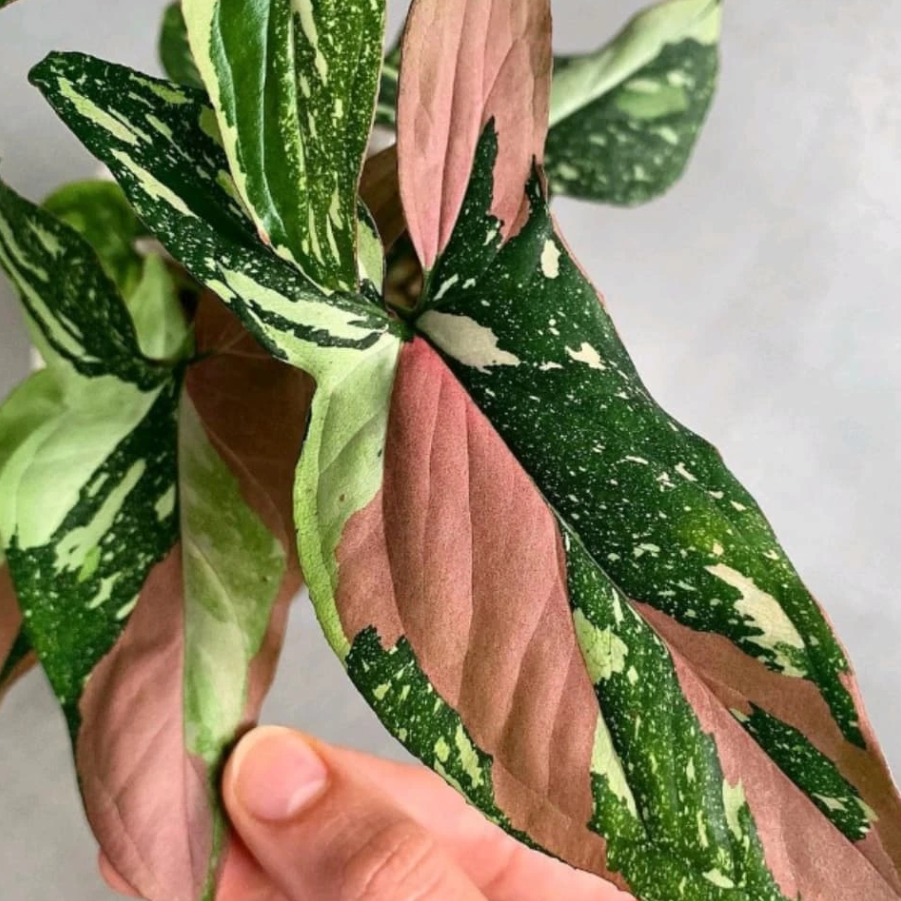 Syngonium Podophyllum 'Red Spot Tricolor'