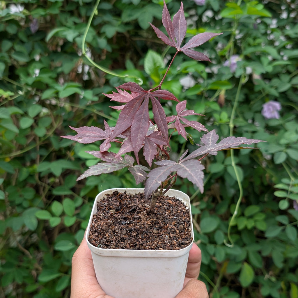 Japanese Maple Plant (Acer Palmatum)