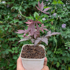 Japanese Maple Plant (Acer Palmatum)