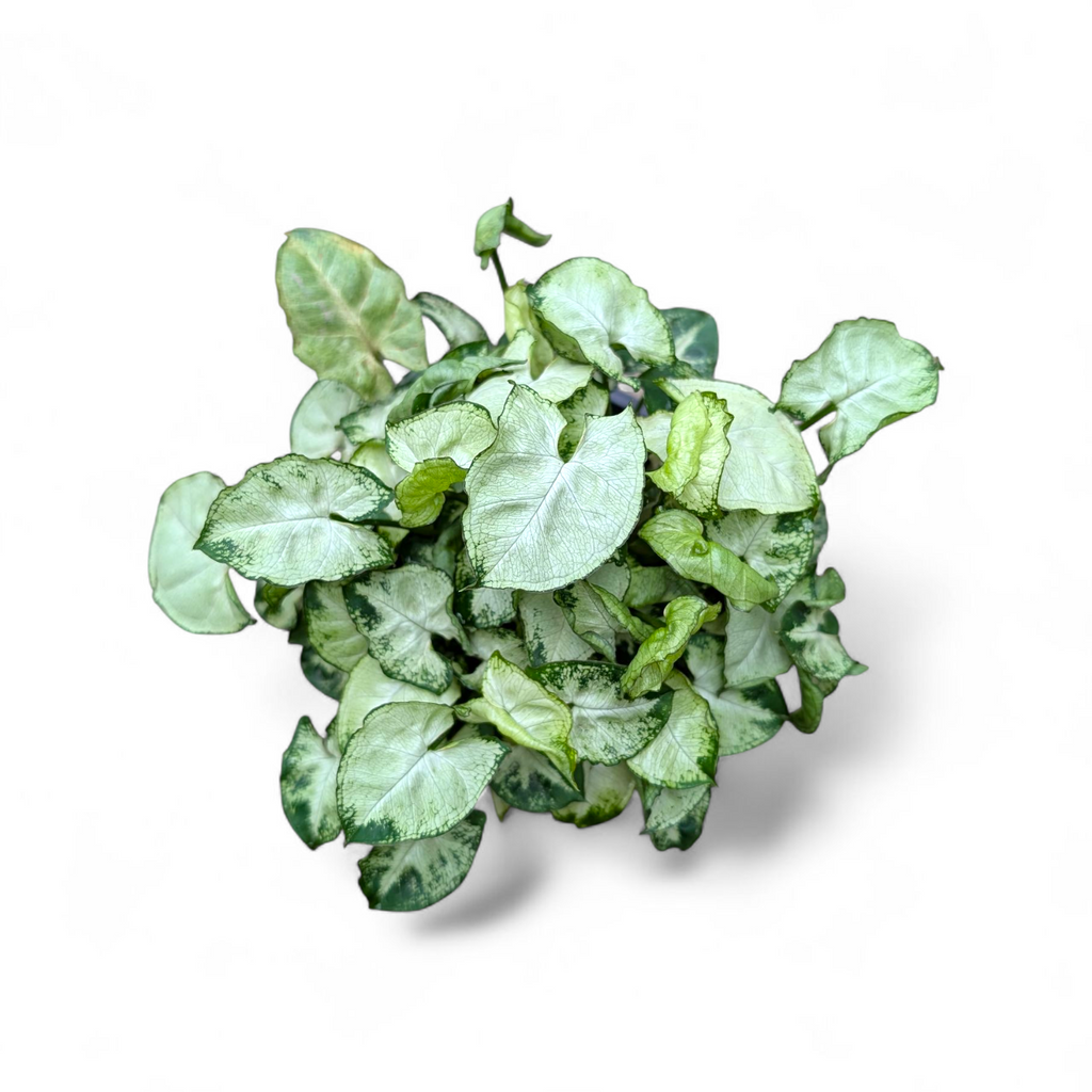 Syngonium Pixie Mini (Bushy Plant)