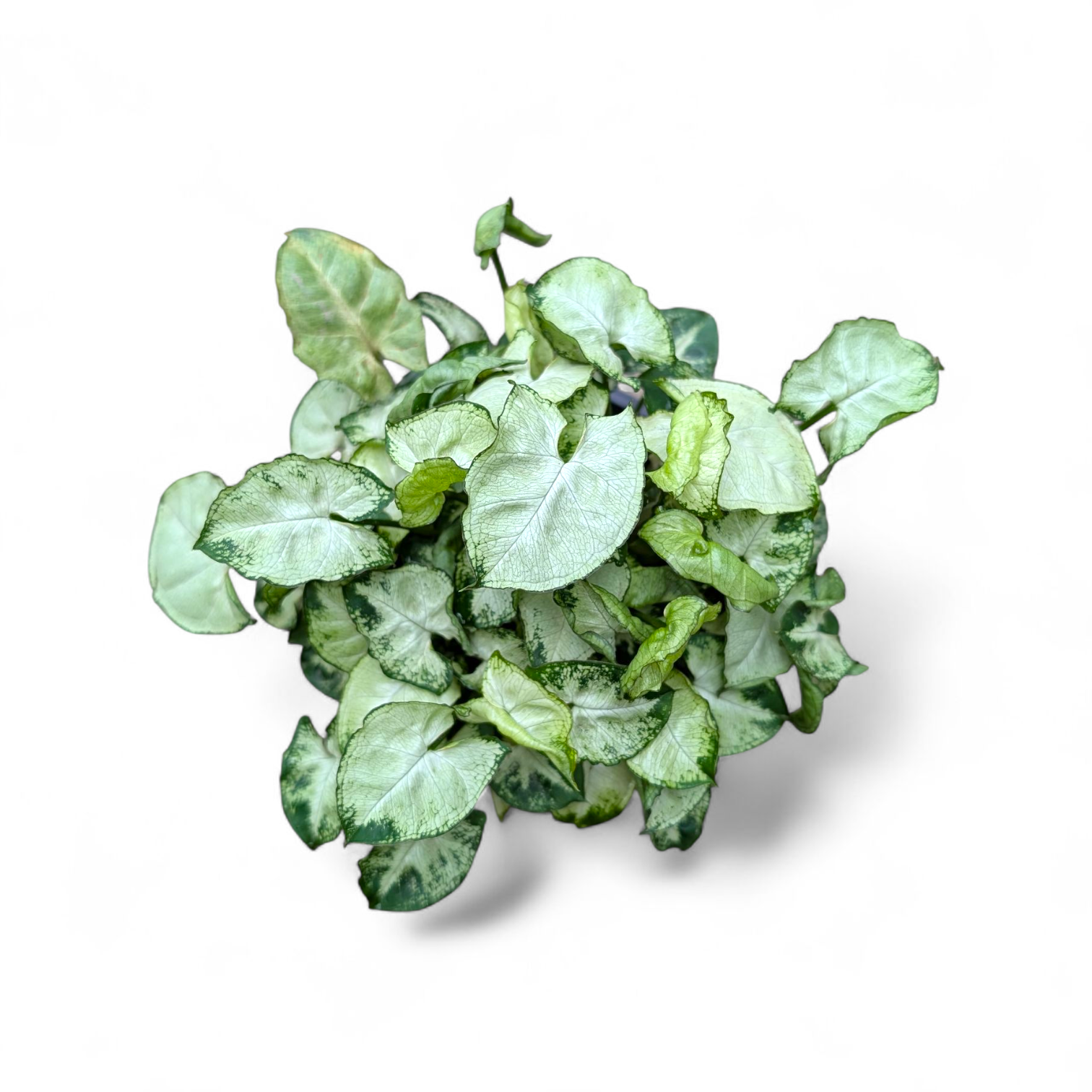 Syngonium Pixie Mini (Bushy Plant)