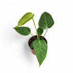 Anthurium Veitchii 'King'