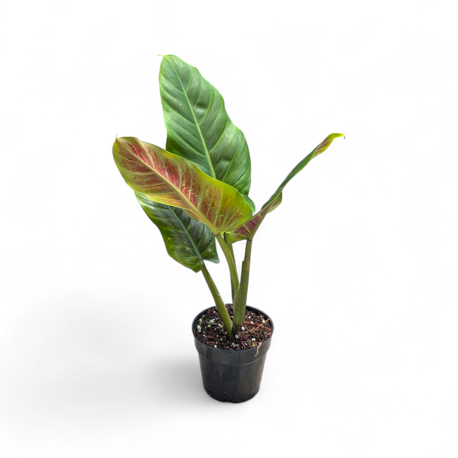 Philodendron Subhastatum