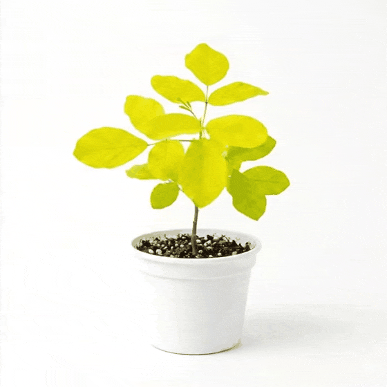 Yellow Desmodium (Dendrolobium Umbellatum Aurea)