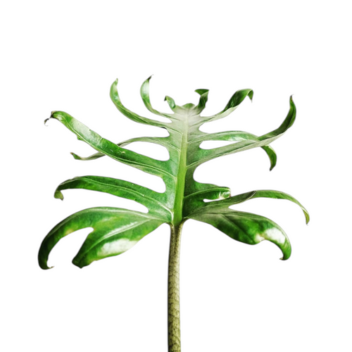 Alocasia Brancifolia - Alocasia - Soiled