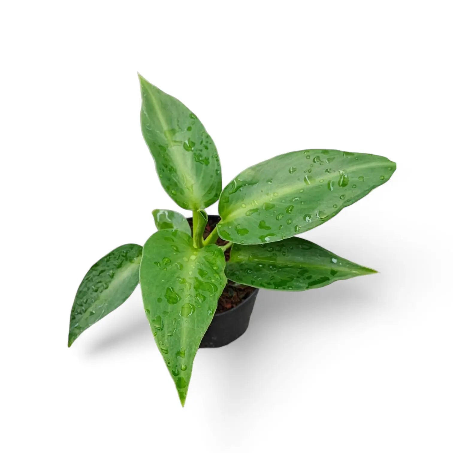 philodendron rugosum aberrant Philodendron rugosum 'Aberrant Form' – Rare Textured Aroid