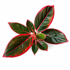 Aglaonema Khanza