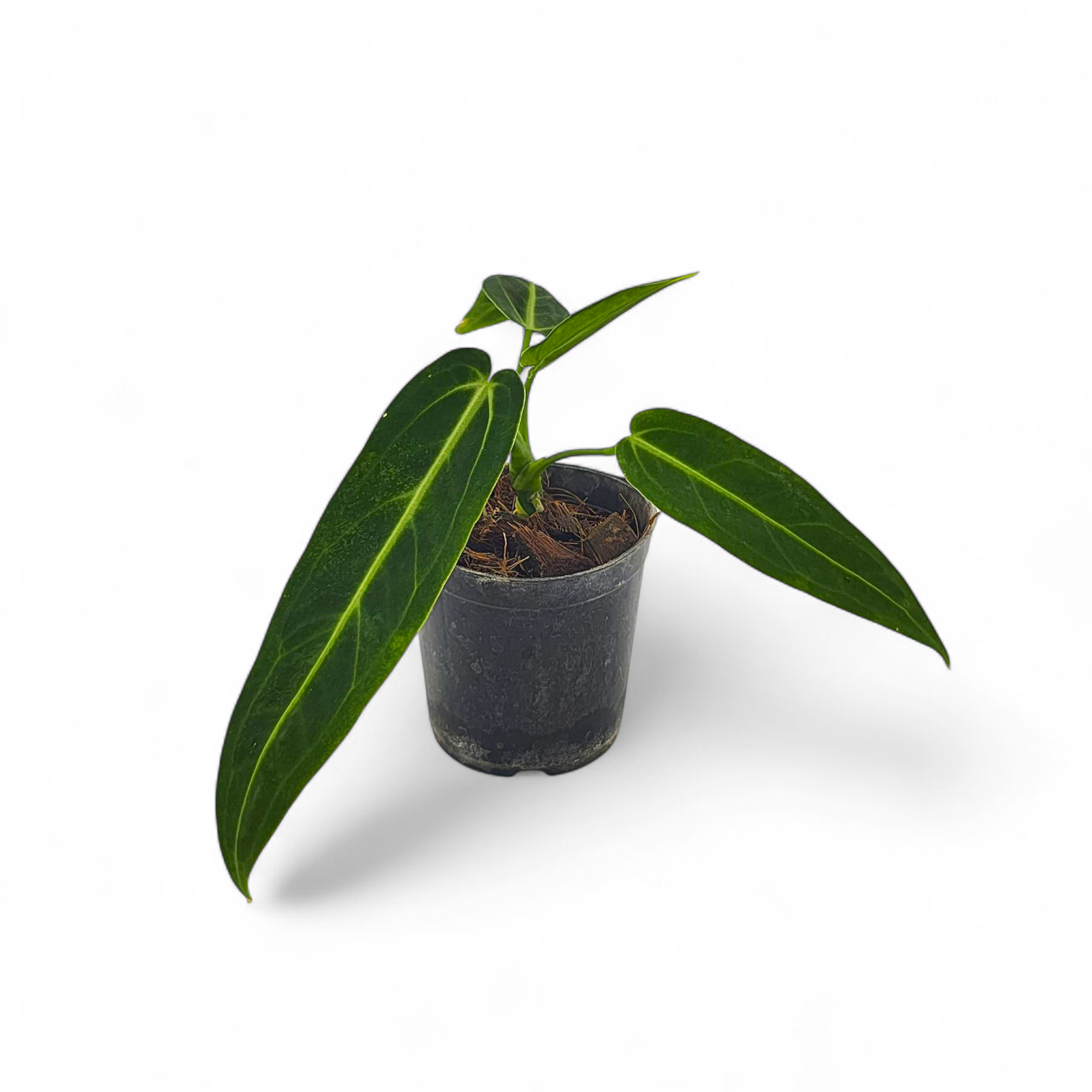 Anthurium Queen Warocqueanum 'Dark Narrow' – Soiled
