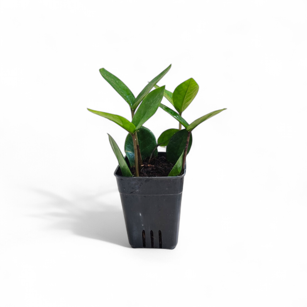 zz mini green