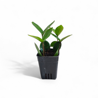 zz mini green
