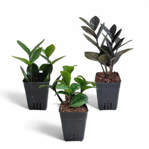 Mini ZZ Trio – Raven, Green & Zenzi Combo | Easy Desk Plants | Soiled