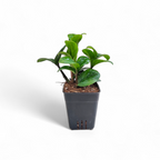 Mini ZZ Trio – Raven, Green & Zenzi - ZZ - Soiled