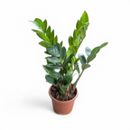 ZZ Combo (Raven + Green) - ZZ - Soiled