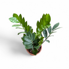 ZZ Plant (Zamioculcas Zamiifolia) - ZZ - Soiled