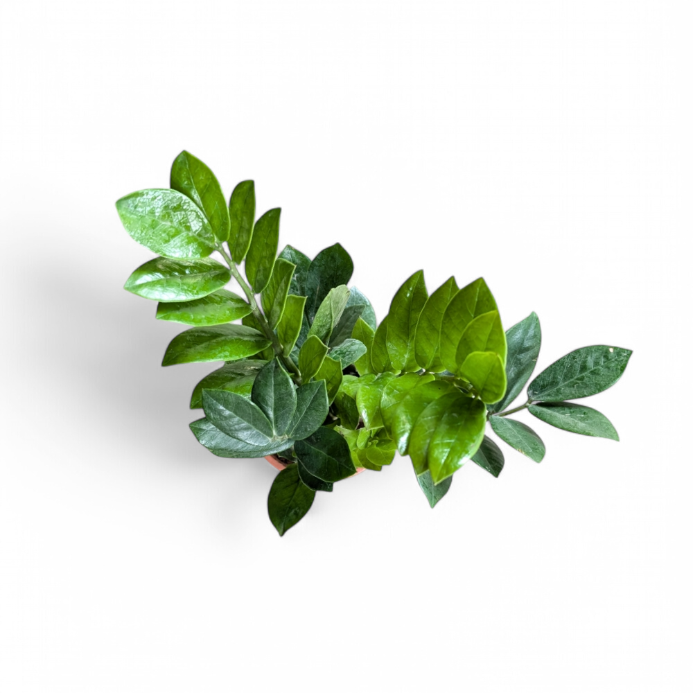 ZZ Plant (Zamioculcas Zamiifolia) - ZZ - Soiled