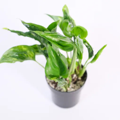 Epipremnum 'Shangri La' - Indoor & Outdoor Plants - soiled.in