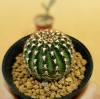 Lobivia Hybrid - Cactus & Succulent - Soiled