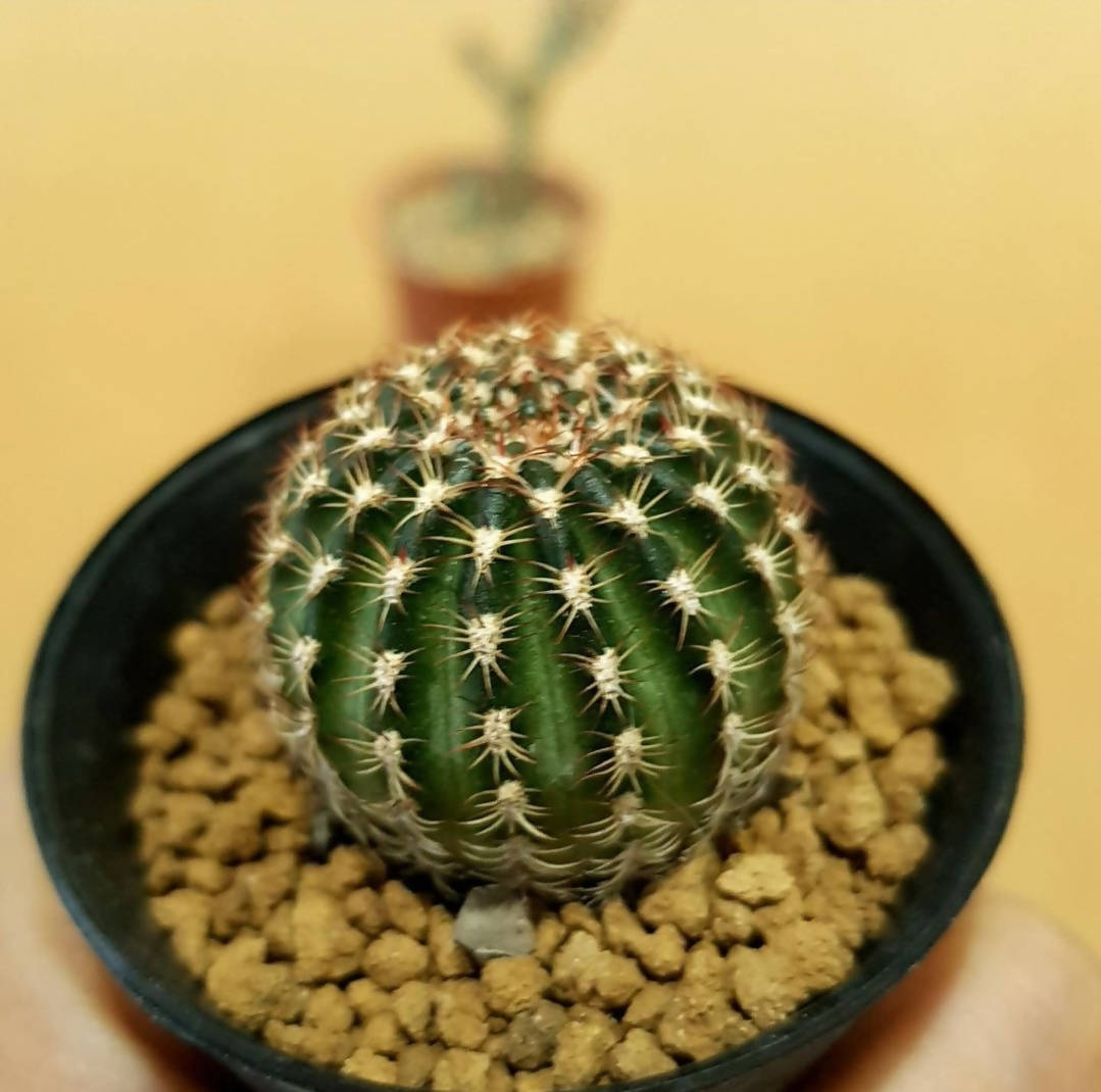 Lobivia Hybrid - Cactus - soiled.in