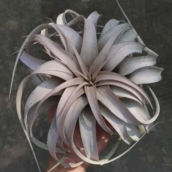 Tillandsia Xerographica - Soiled India
