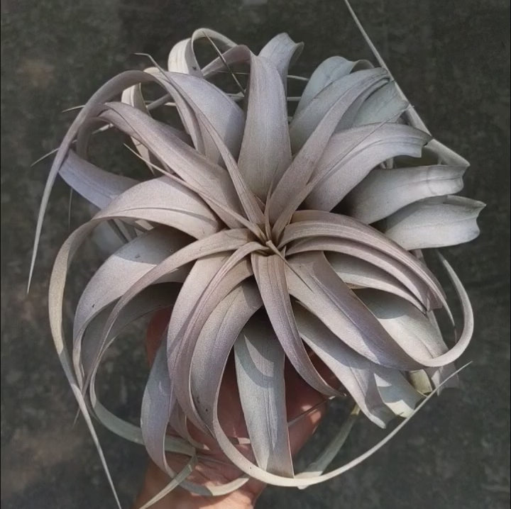 Tillandsia Xerographica - Soiled India