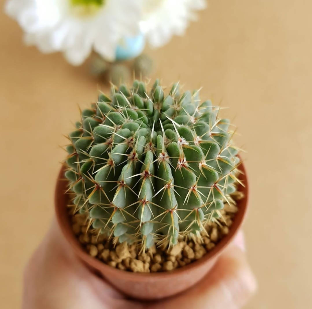 Notocactus Buiningii - Cactus - soiled.in