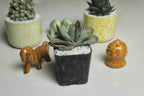 Gasteria Sakura Fuji - Cactus & Succulent - Soiled