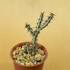 Euphorbia Aeruginosa - Cactus & Succulent - Soiled