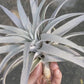 Tillandsia Capitata 'Giant White