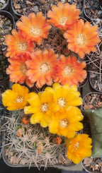 Weingartia Lanata - Cactus & Succulent - Soiled