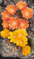 Weingartia Lanata - Cactus - soiled.in