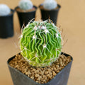 Echinofossulocactus Multicostatus - Cactus & Succulent - Soiled