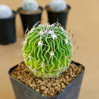 Echinofossulocactus Multicostatus - Cactus & Succulent - Soiled