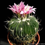 Echinofossulocactus Multicostatus - Cactus & Succulent - Soiled