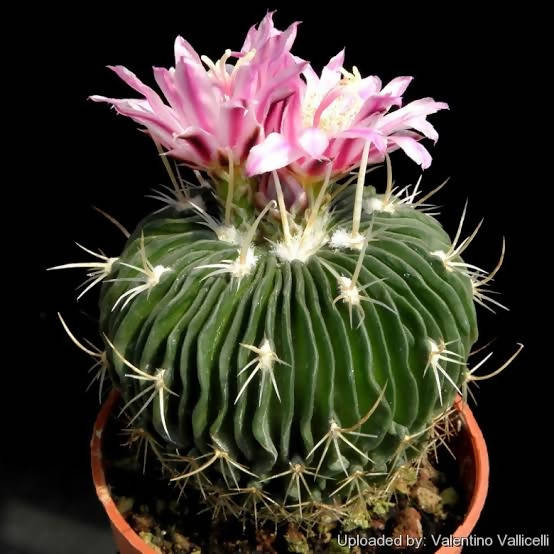 Echinofossulocactus Multicostatus - Cactus - soiled.in