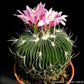 Echinofossulocactus Multicostatus - Cactus - soiled.in
