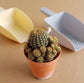 Lobivia Yellow Flower - Cactus - soiled.in