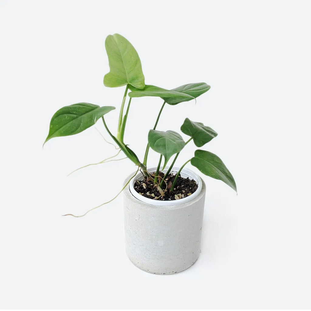 bipennifolium philodendron Philodendron Bipennifolium